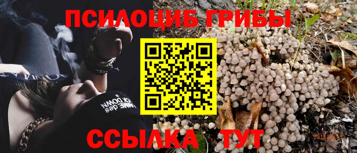Псилоцибиновые грибы мицелий Астрахань